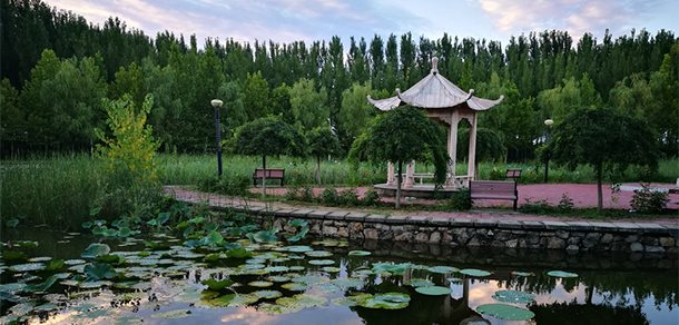 我的大學(xué)-大學(xué)志