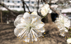 招生公告 · 招生簡章 · 招生計劃