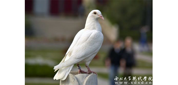 西北大學現(xiàn)代學院 - 最美大學