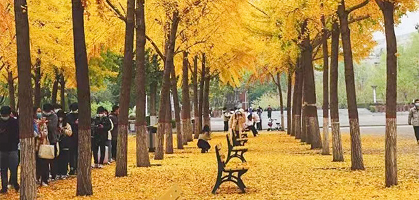 河北大學 - 最美大學
