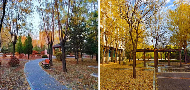 我的大學(xué)-大學(xué)志