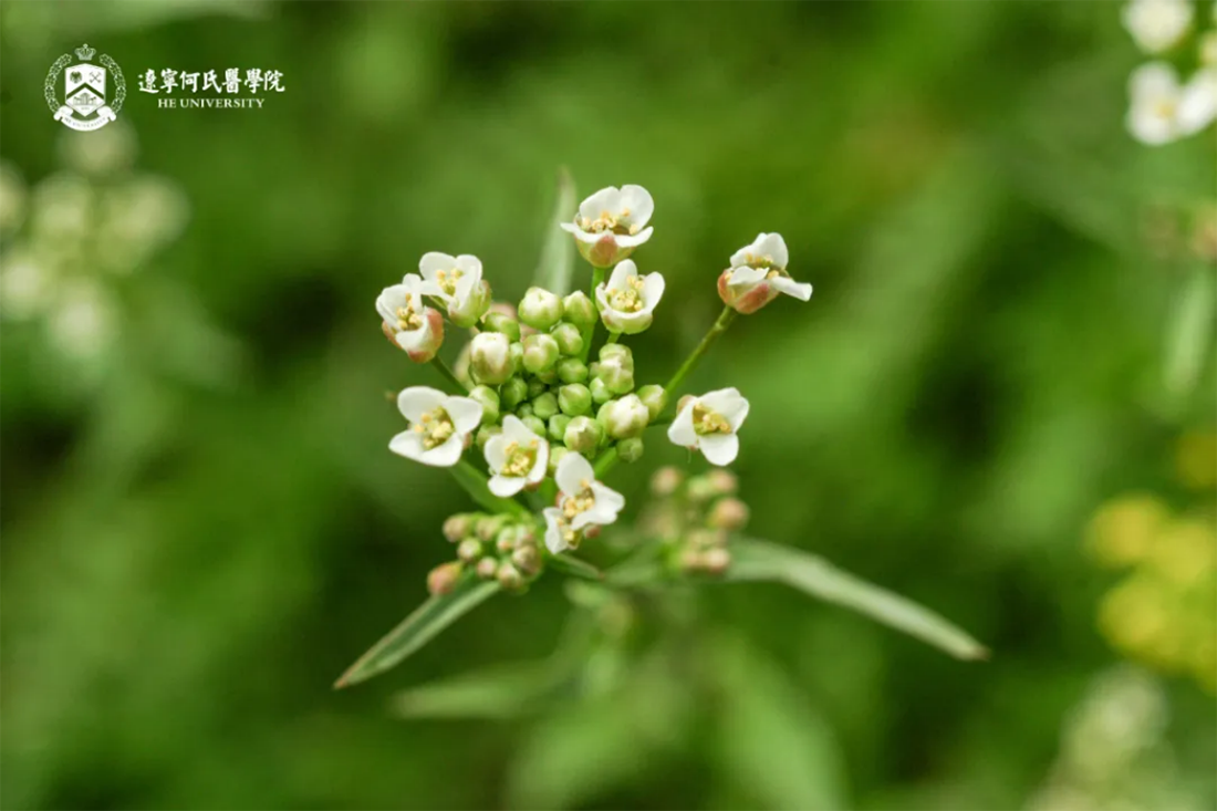 花事正盛，何氏的春天“鏡”這么美！