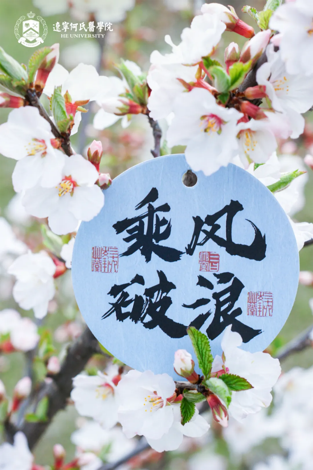 花事正盛，何氏的春天“鏡”這么美！