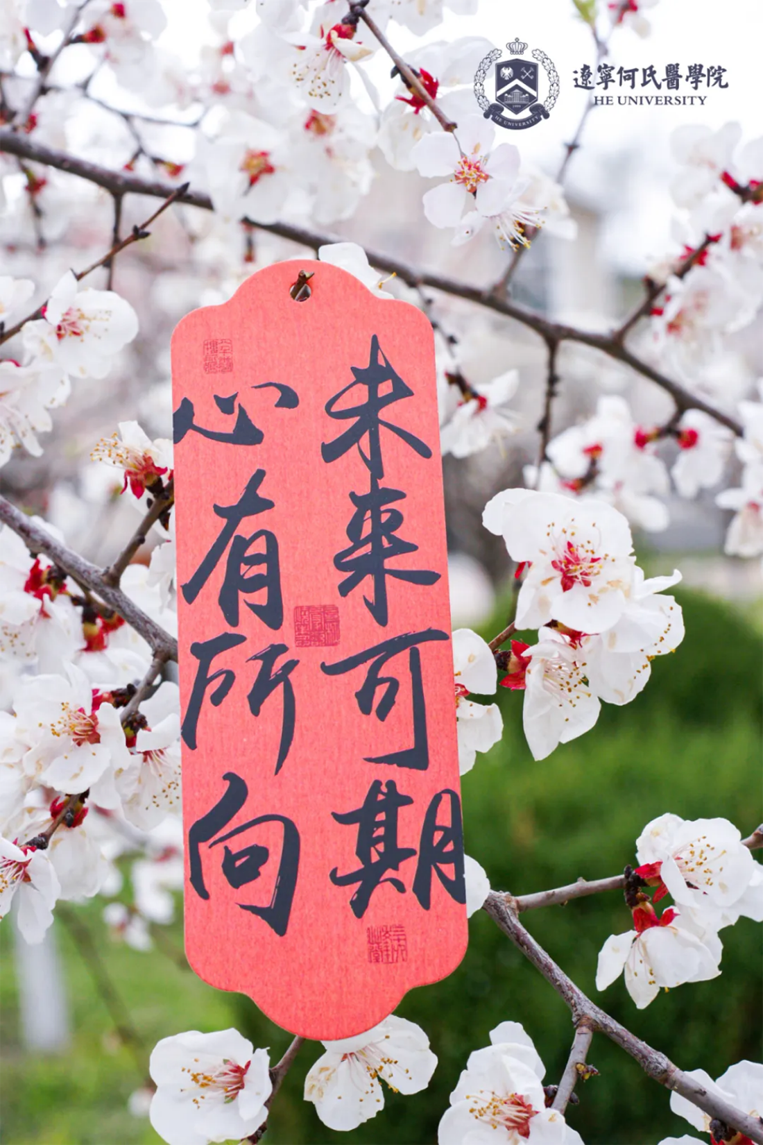 花事正盛，何氏的春天“鏡”這么美！